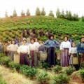 Group of workers harvesting tea Chakva Prokudin-Gorsky