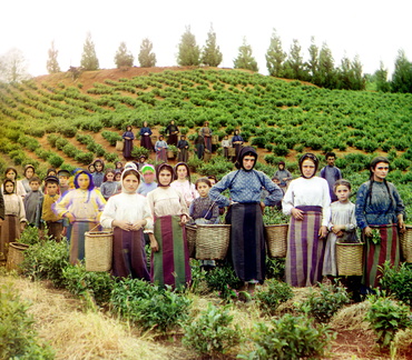 Group of workers harvesting tea Chakva Prokudin-Gorsky