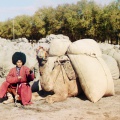 Turkmen man with camel